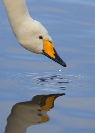 P Gibbs_swan with water droplets